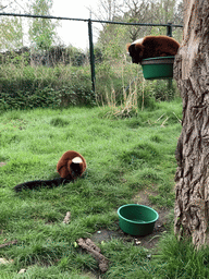 Red Ruffed Lemurs at the Dierenrijk zoo