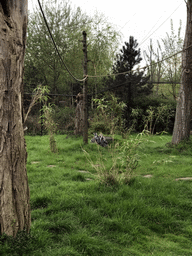 Ring-tailed Lemurs at the Dierenrijk zoo