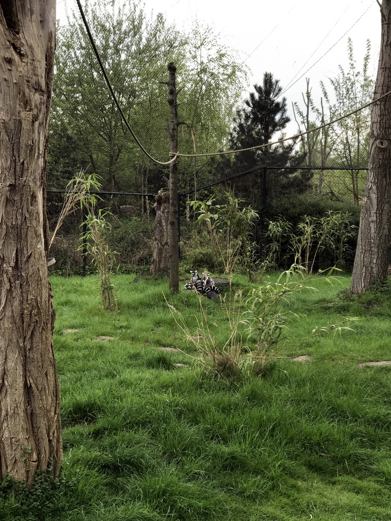 Ring-tailed Lemurs at the Dierenrijk zoo