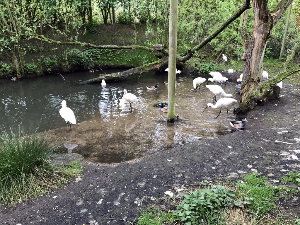 Eurasian Spoonbills at the Dierenrijk zoo