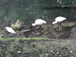 Eurasian Spoonbills at the Dierenrijk zoo