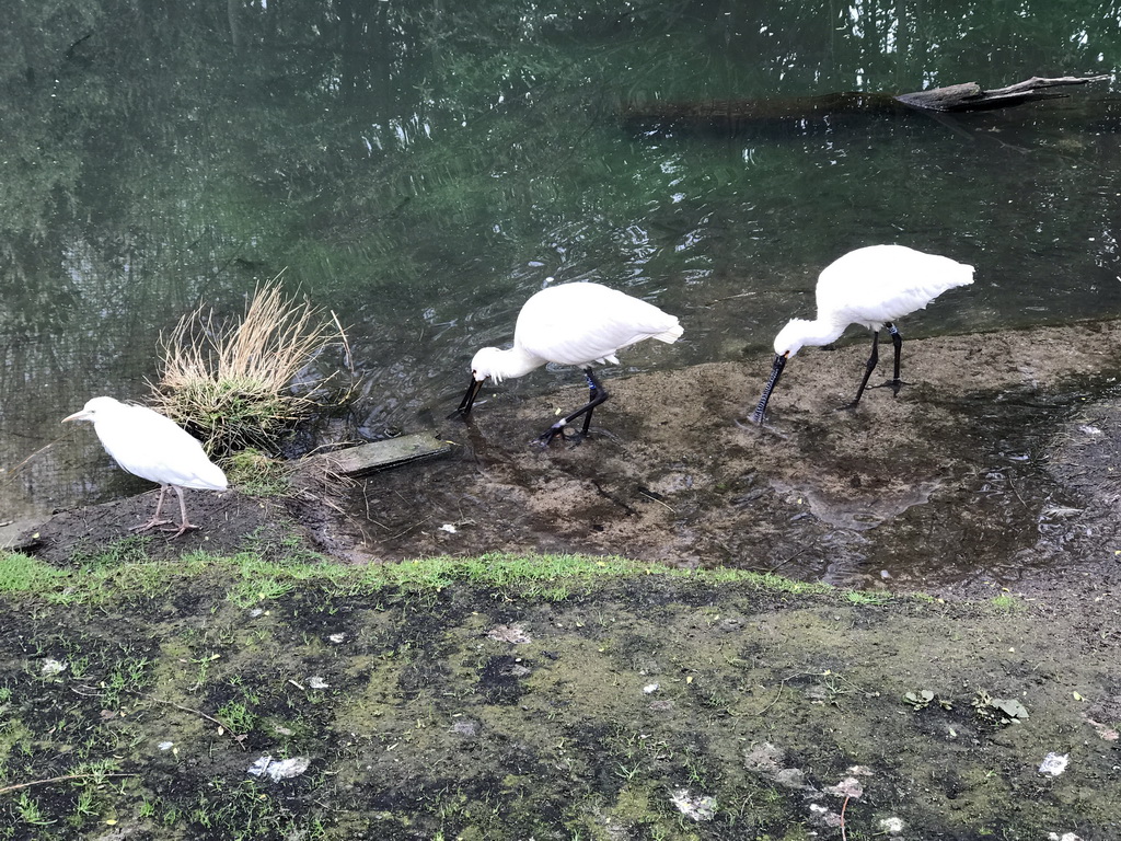 Eurasian Spoonbills at the Dierenrijk zoo