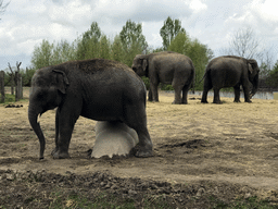 Asian Elephants at the Dierenrijk zoo