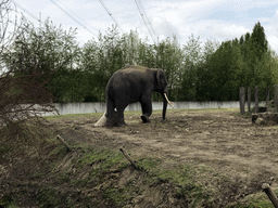 Asian Elephant at the Dierenrijk zoo