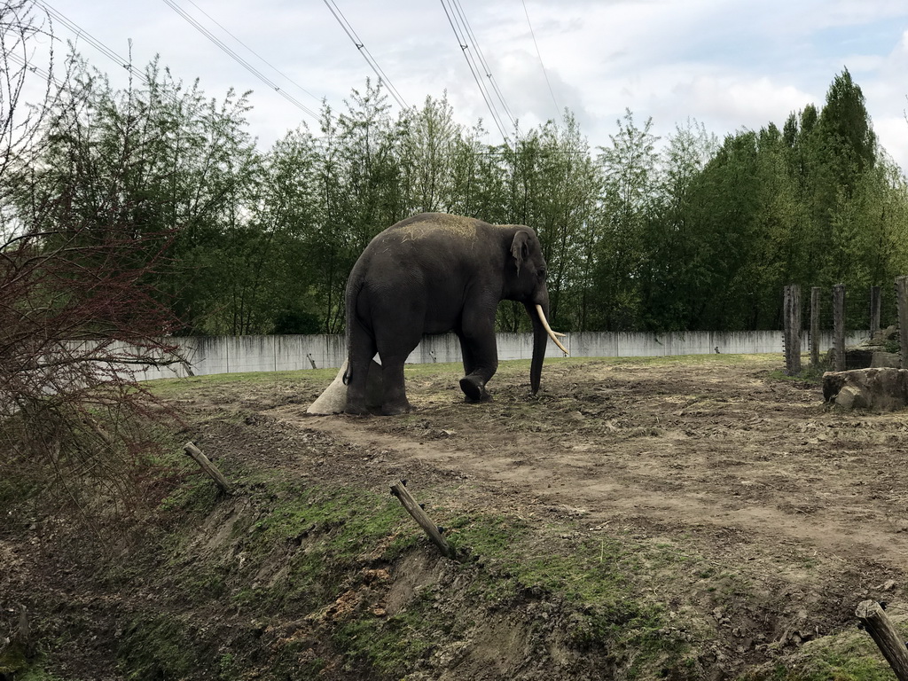 Asian Elephant at the Dierenrijk zoo