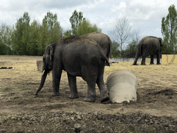 Asian Elephants at the Dierenrijk zoo