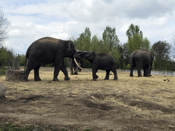 Asian Elephants at the Dierenrijk zoo