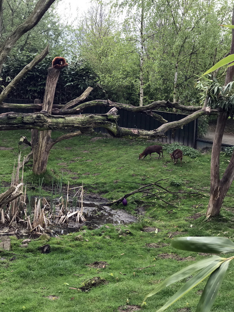 Red Panda and Kirk`s dik-diks at the Dierenrijk zoo