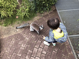 Max with a Ring-tailed Lemur at the Dierenrijk zoo