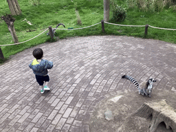 Max with Ring-tailed Lemurs at the Dierenrijk zoo