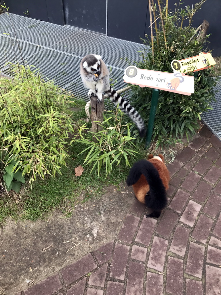 Ring-tailed Lemur and Red Ruffed Lemur at the Dierenrijk zoo