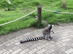 Ring-tailed Lemur at the Dierenrijk zoo