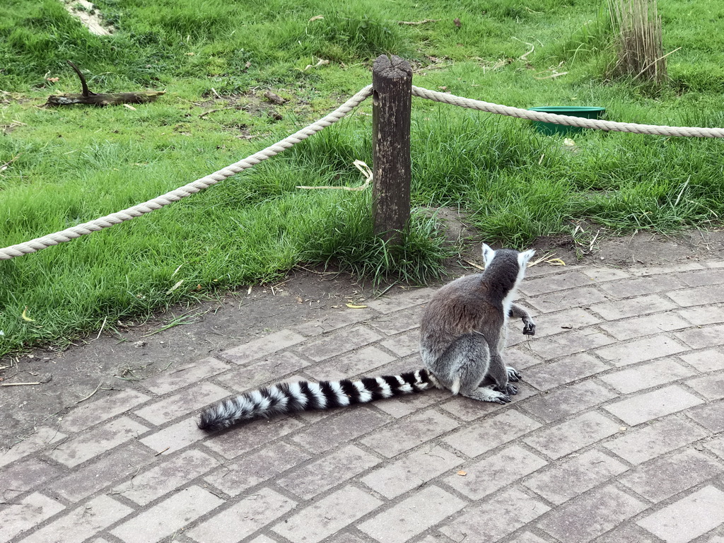 Ring-tailed Lemur at the Dierenrijk zoo