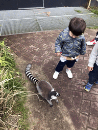 Max with a Ring-tailed Lemur at the Dierenrijk zoo