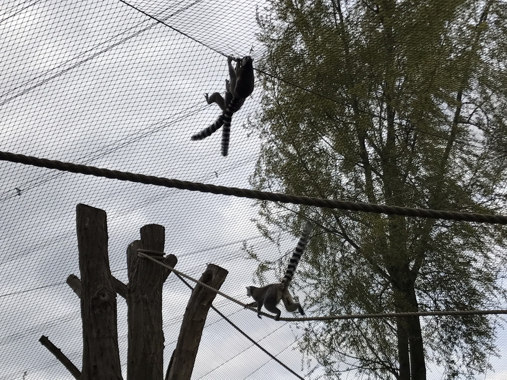 Ring-tailed Lemurs at the Dierenrijk zoo