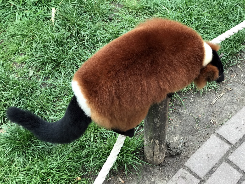 Red Ruffed Lemur at the Dierenrijk zoo