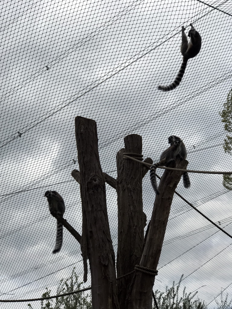 Ring-tailed Lemurs at the Dierenrijk zoo