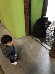 Max with a Chimpanzee at the Indoor Apenkooien hall at the Dierenrijk zoo