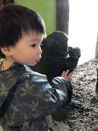 Max with a Chimpanzee at the Indoor Apenkooien hall at the Dierenrijk zoo