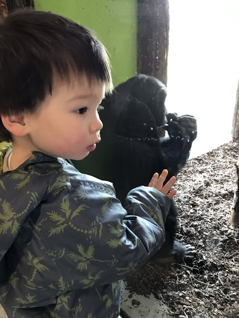 Max with a Chimpanzee at the Indoor Apenkooien hall at the Dierenrijk zoo