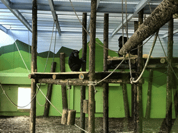 Chimpanzees at the Indoor Apenkooien hall at the Dierenrijk zoo