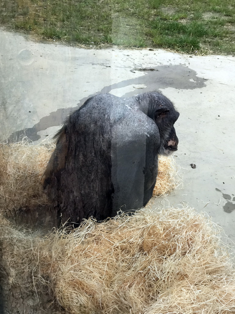 Chimpanzee at the Dierenrijk zoo