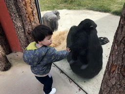 Max with Chimpanzees at the Dierenrijk zoo