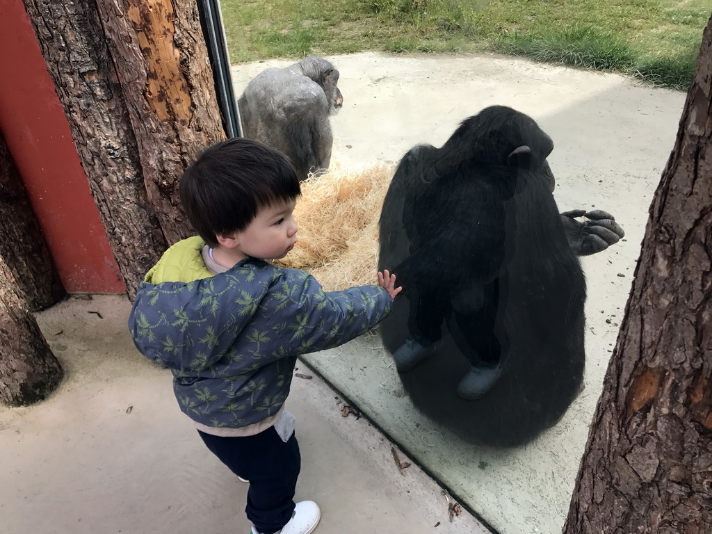Max with Chimpanzees at the Dierenrijk zoo