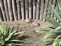 Hermann`s Tortoises at the Dierenrijk zoo