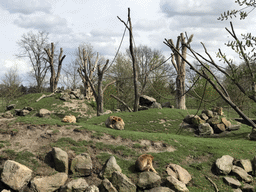 Barbary Macaques at the Dierenrijk zoo