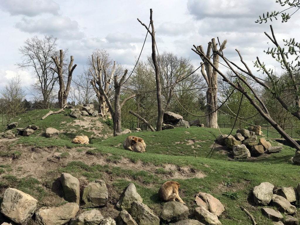 Barbary Macaques at the Dierenrijk zoo