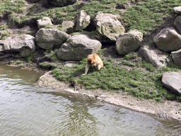 Barbary Macaque at the Dierenrijk zoo