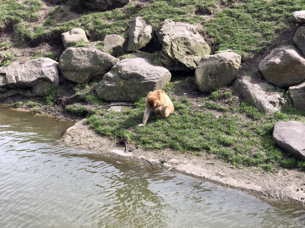 Barbary Macaque at the Dierenrijk zoo