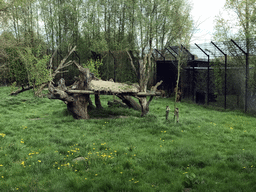 Lions at the Dierenrijk zoo