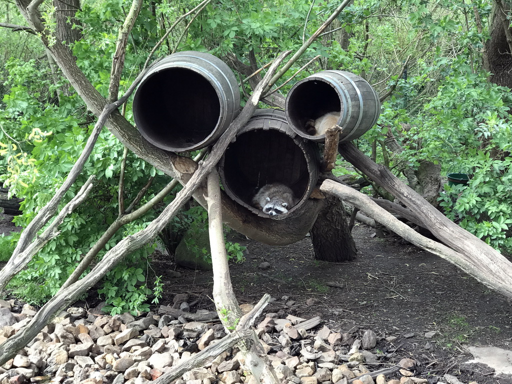 Raccoons at the Dierenrijk zoo