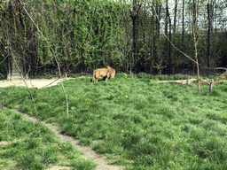 Lion at the Dierenrijk zoo