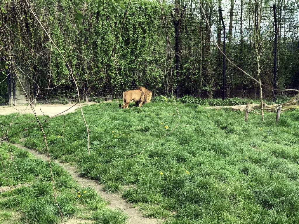 Lion at the Dierenrijk zoo