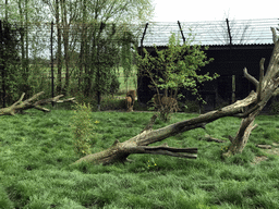 Lions at the Dierenrijk zoo