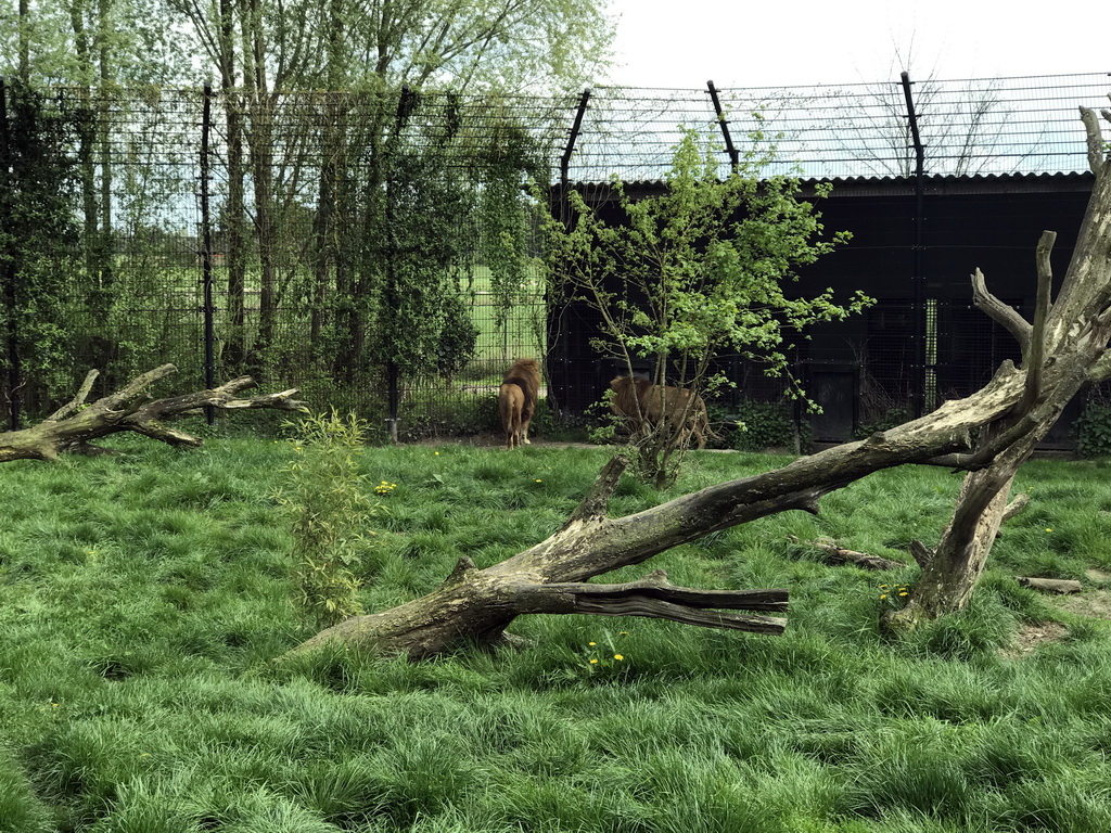 Lions at the Dierenrijk zoo