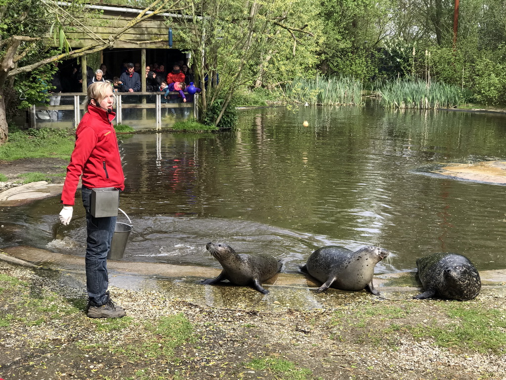 Zookeeper with Harbor Seals during the `Haringhappen` Show at the Dierenrijk zoo