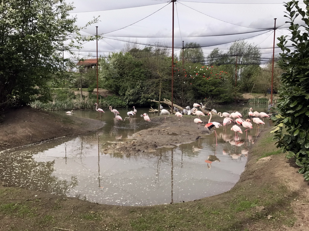 Greater Flamingos at the Dierenrijk zoo
