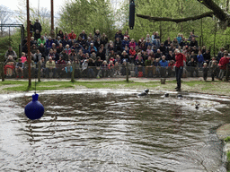Zookeeper with Harbor Seals during the `Haringhappen` Show at the Dierenrijk zoo