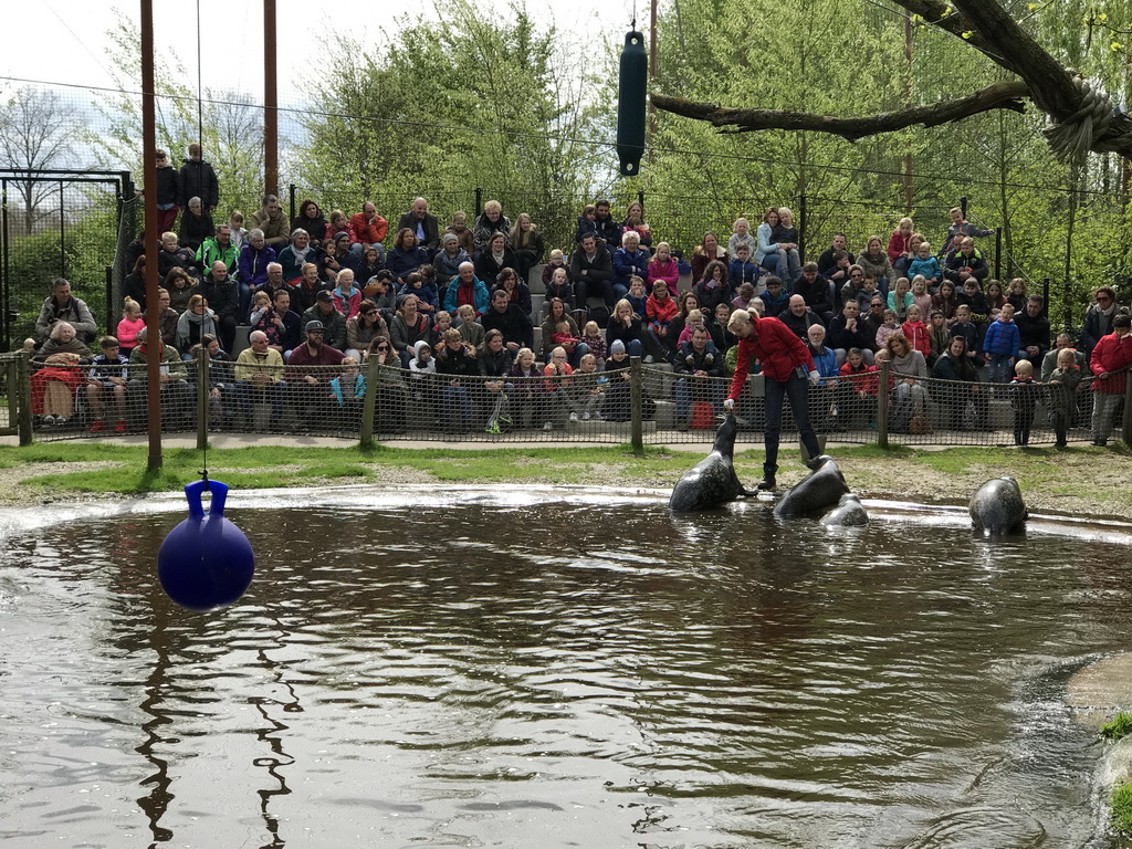 Zookeeper with Harbor Seals during the `Haringhappen` Show at the Dierenrijk zoo