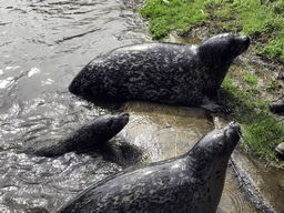 Harbor Seals during the `Haringhappen` Show at the Dierenrijk zoo