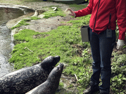 Zookeeper with Harbor Seals during the `Haringhappen` Show at the Dierenrijk zoo