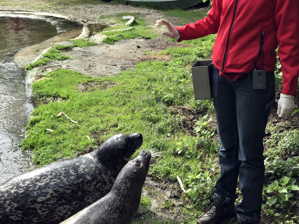 Zookeeper with Harbor Seals during the `Haringhappen` Show at the Dierenrijk zoo