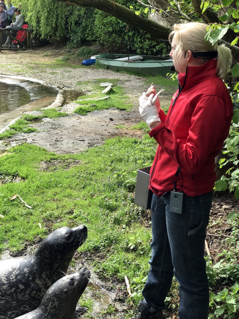 Zookeeper with Harbor Seals during the `Haringhappen` Show at the Dierenrijk zoo