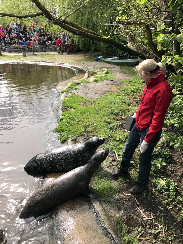 Zookeeper with Harbor Seals during the `Haringhappen` Show at the Dierenrijk zoo