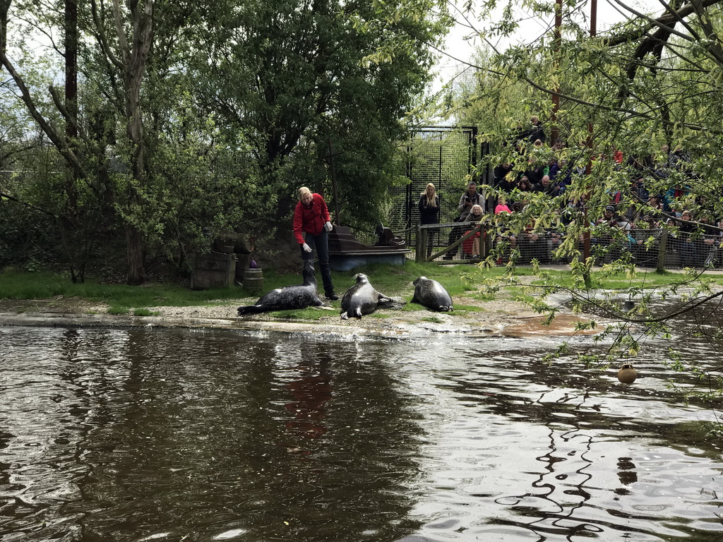 Zookeeper with Harbor Seals during the `Haringhappen` Show at the Dierenrijk zoo