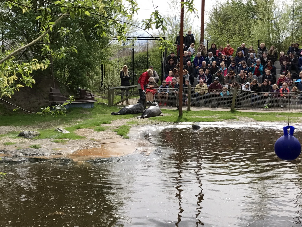 Zookeeper with Harbor Seals during the `Haringhappen` Show at the Dierenrijk zoo